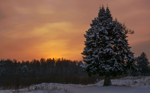 Earth Winter Snow Spruce Evening HD Wallpaper | Background Image