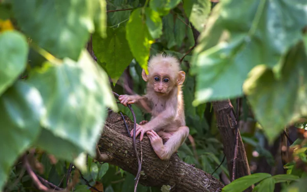  Stump-tailed macaque by Erik Karits