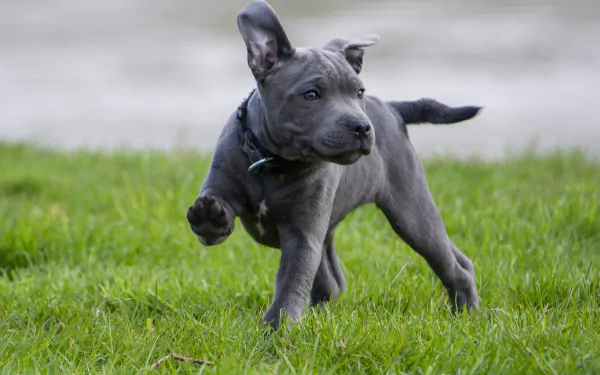 dog Staffordshire Bull Terrier Animal puppy HD Desktop Wallpaper | Background Image