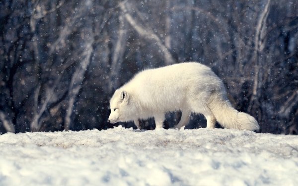 Animal Arctic Fox Dogs Fox Snow HD Wallpaper | Background Image