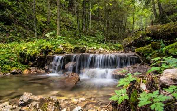 Earth Stream Forest Nature Waterfall Slovakia Stone Moss HD Wallpaper | Background Image