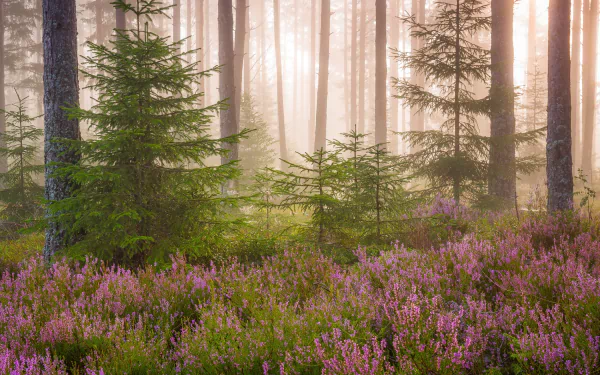 HD PC desktop wallpaper showing purple heather and flowers carpeting a misty forest beneath fir tree trunks, a serene nature scene.