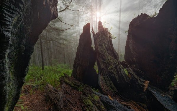 Earth Sunbeam Forest Fog Stump Fern HD Wallpaper | Background Image