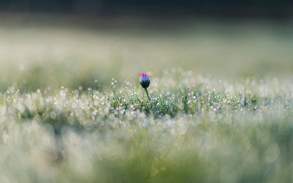 Earth Flower Flowers Grass Dew Drop HD Wallpaper | Background Image