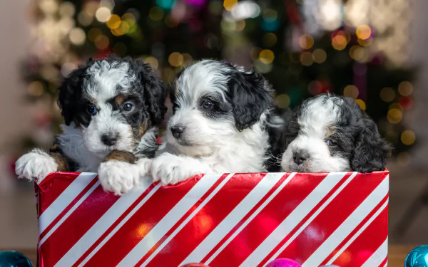  Three Cute Little Puppies in a Box Covered with Christmas Paper