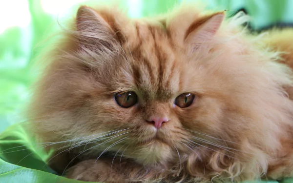 Fluffy Persian cat muzzle and whiskers, golden coat and soulful eyes against a soft green backdrop — Animal portrait, 2K Quad HD PC desktop wallpaper.