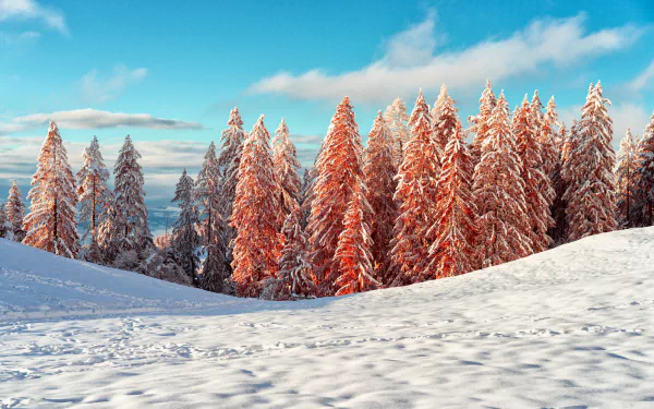 spruce nature snow winter HD Desktop Wallpaper | Background Image