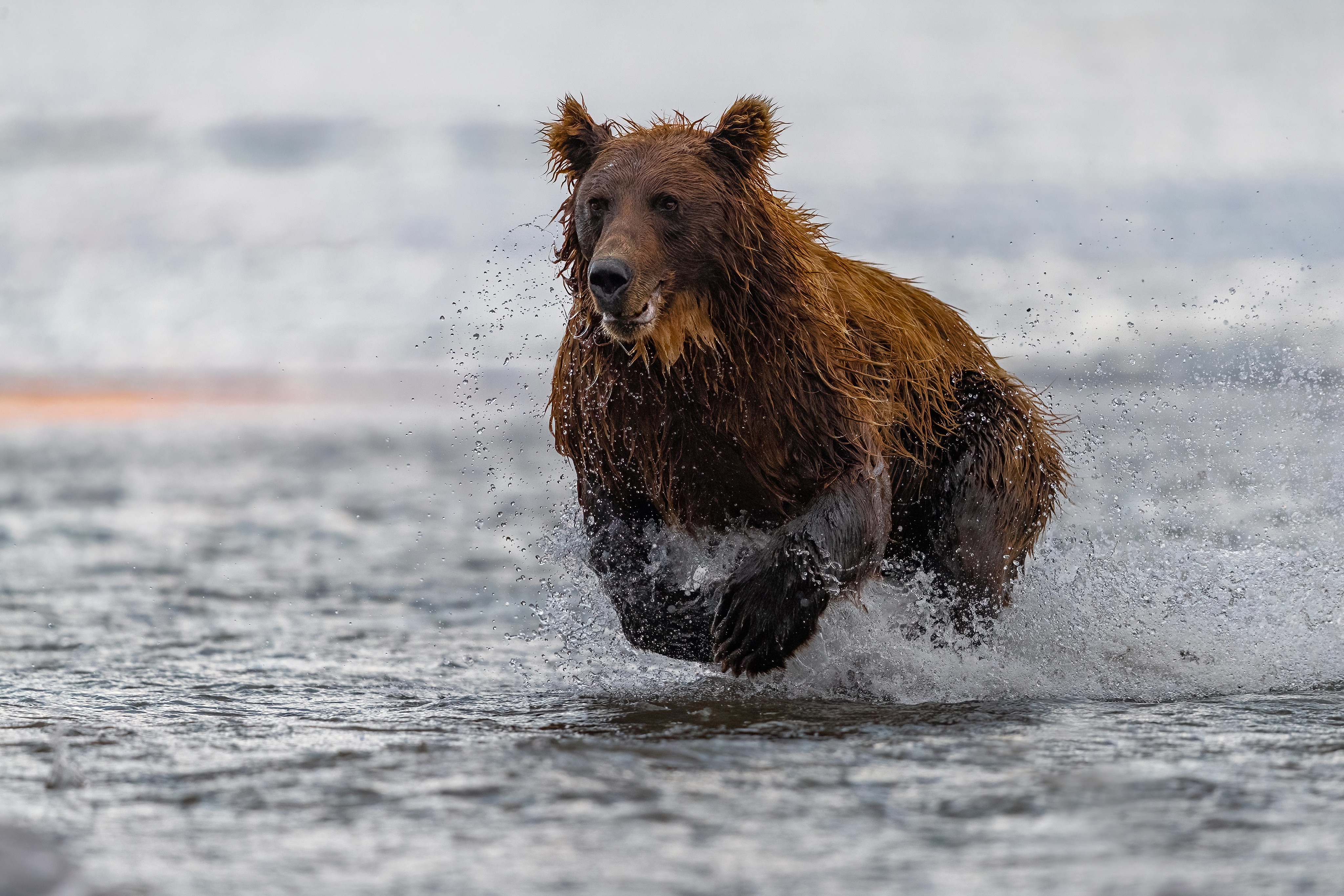 Скорость человека при беге от медведя. Медведь бежит. Медведь на реке. Бурый медведь бежит. Медвежонок бежит.