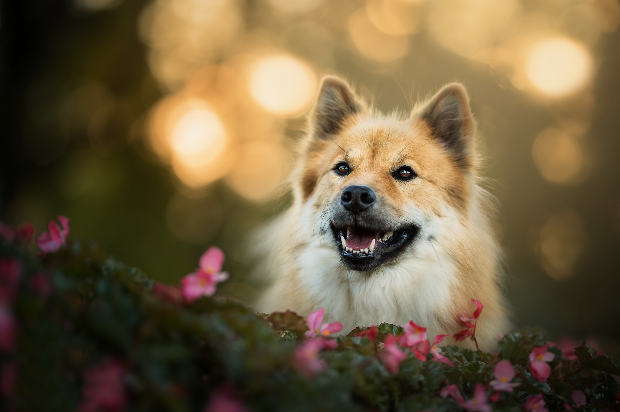 Animal Eurasier HD Wallpaper