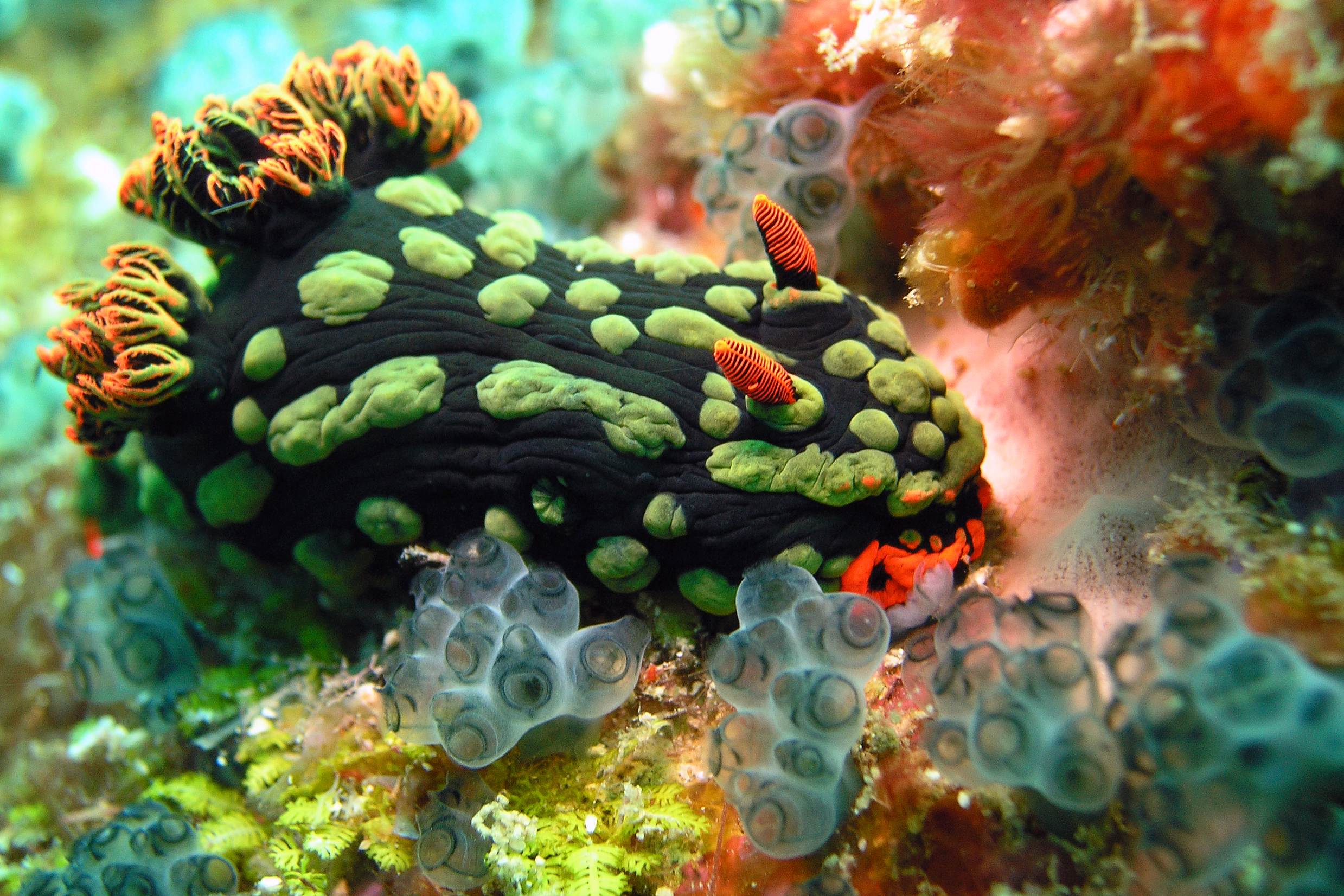 Animal Sea Slug HD Wallpaper | Background Image