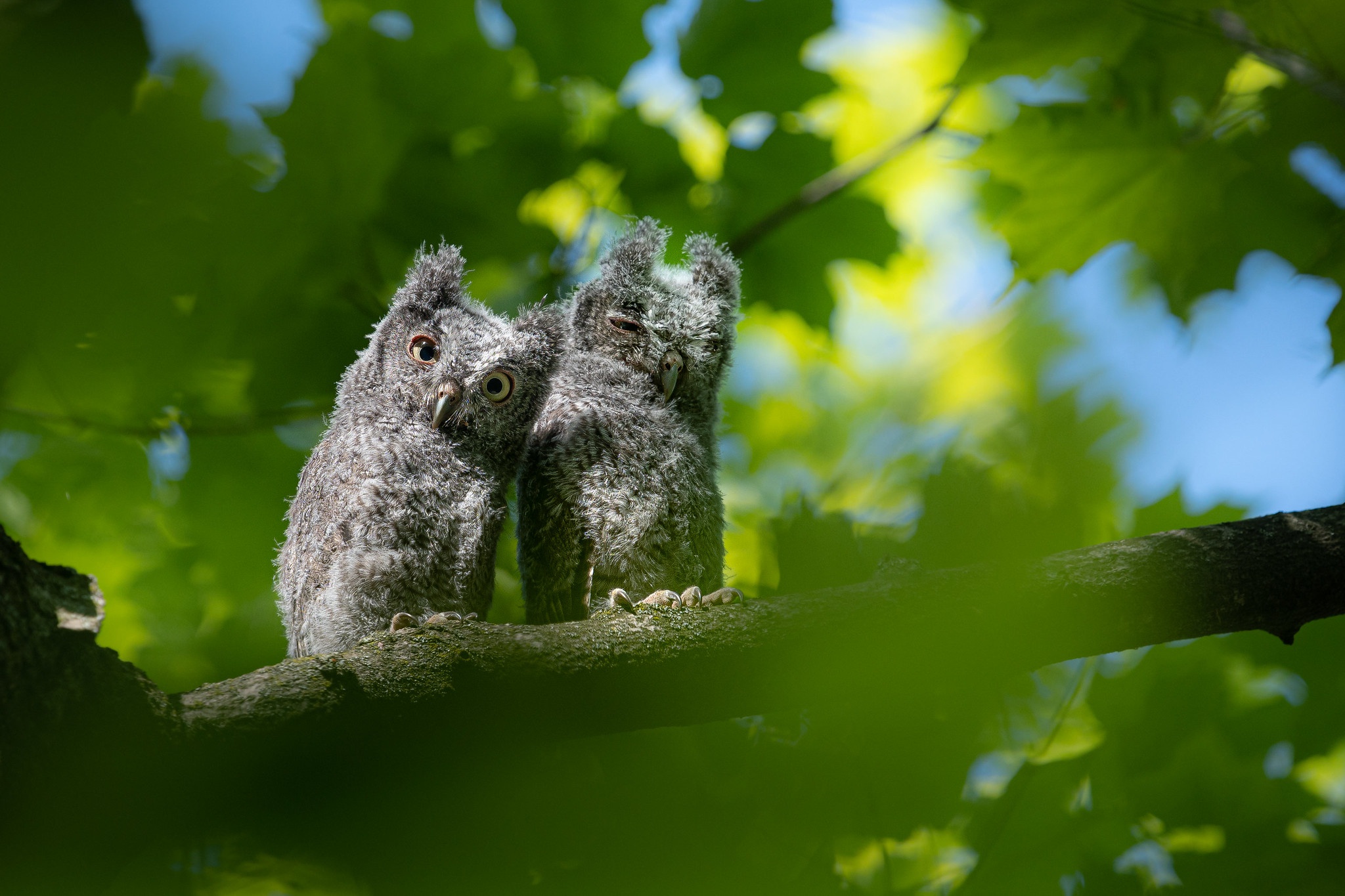 Download Baby Animal Bird Owlet Animal Owl HD Wallpaper