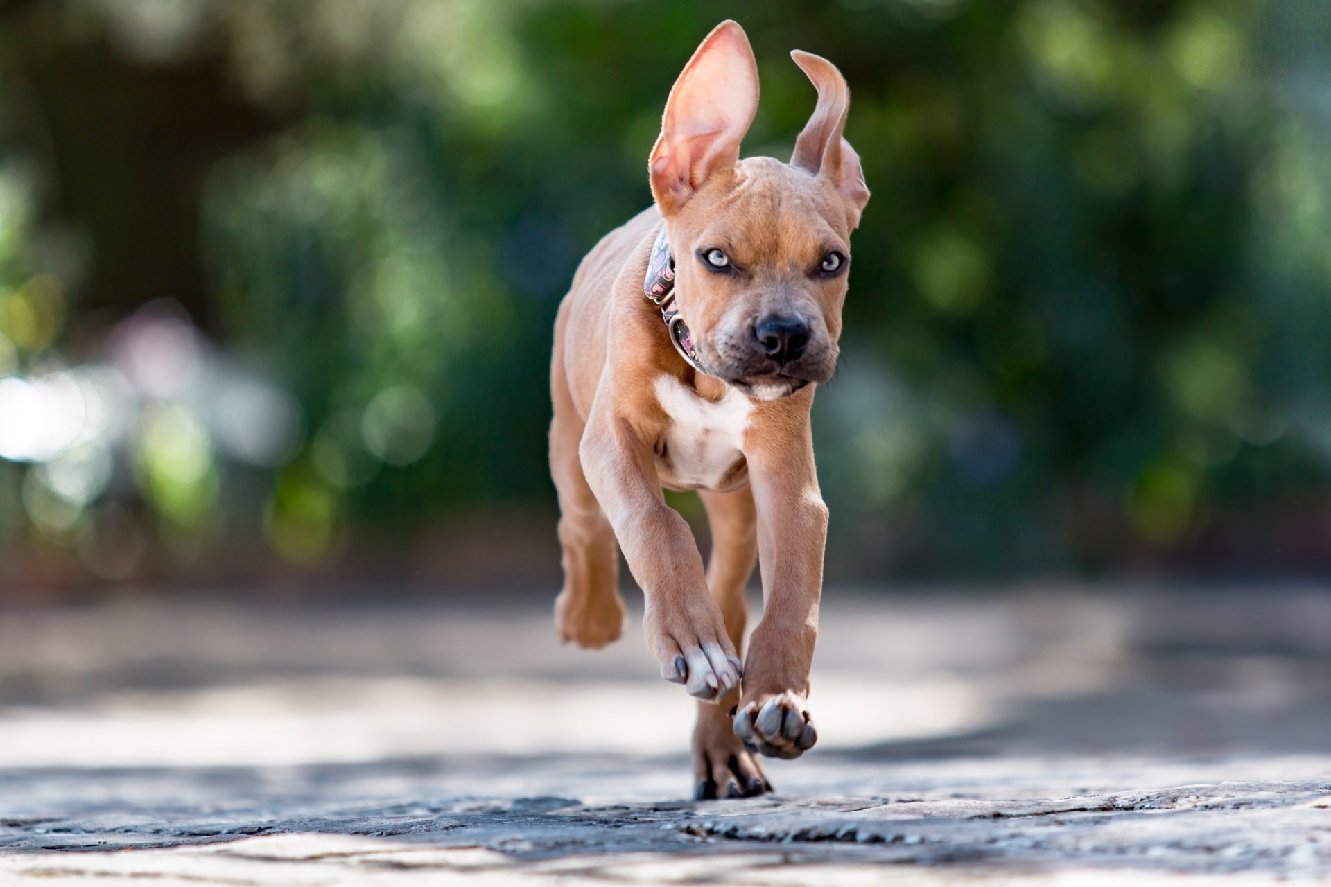 Download Staffordshire Bull Terrier Puppy Running Dog Animal Bull Terrier HD Wallpaper