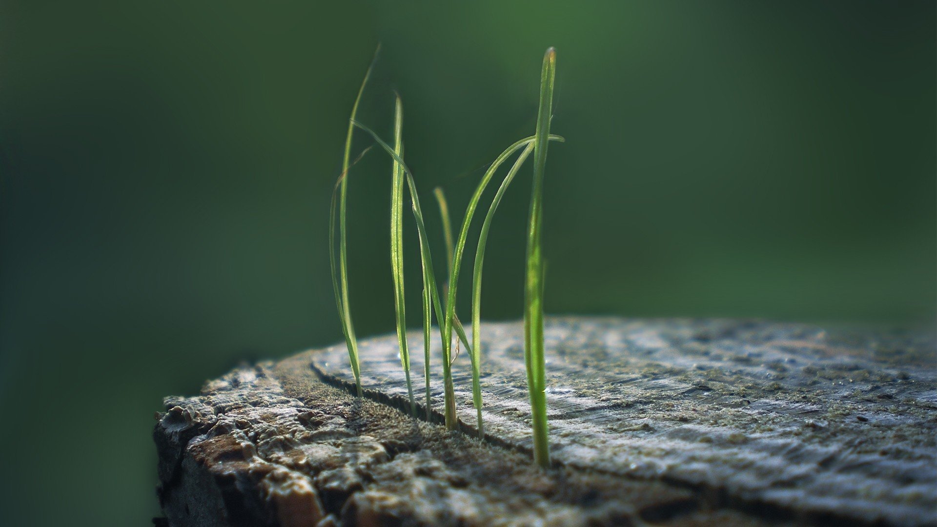 Macro shot of a tiny green sprout pushing through a weathered stump — nature-themed HD PC desktop wallpaper and background.