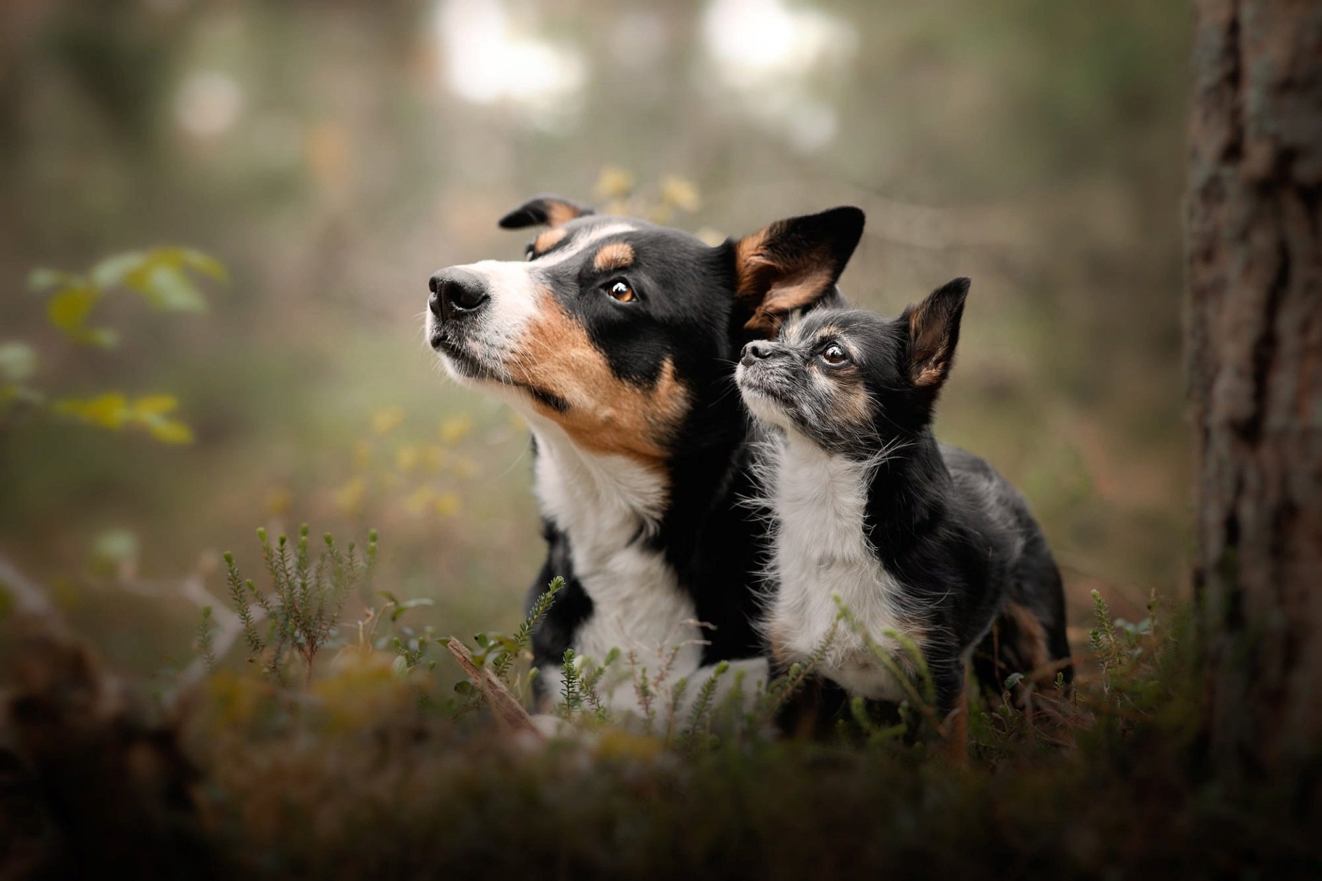 Download Animal Dog HD Wallpaper