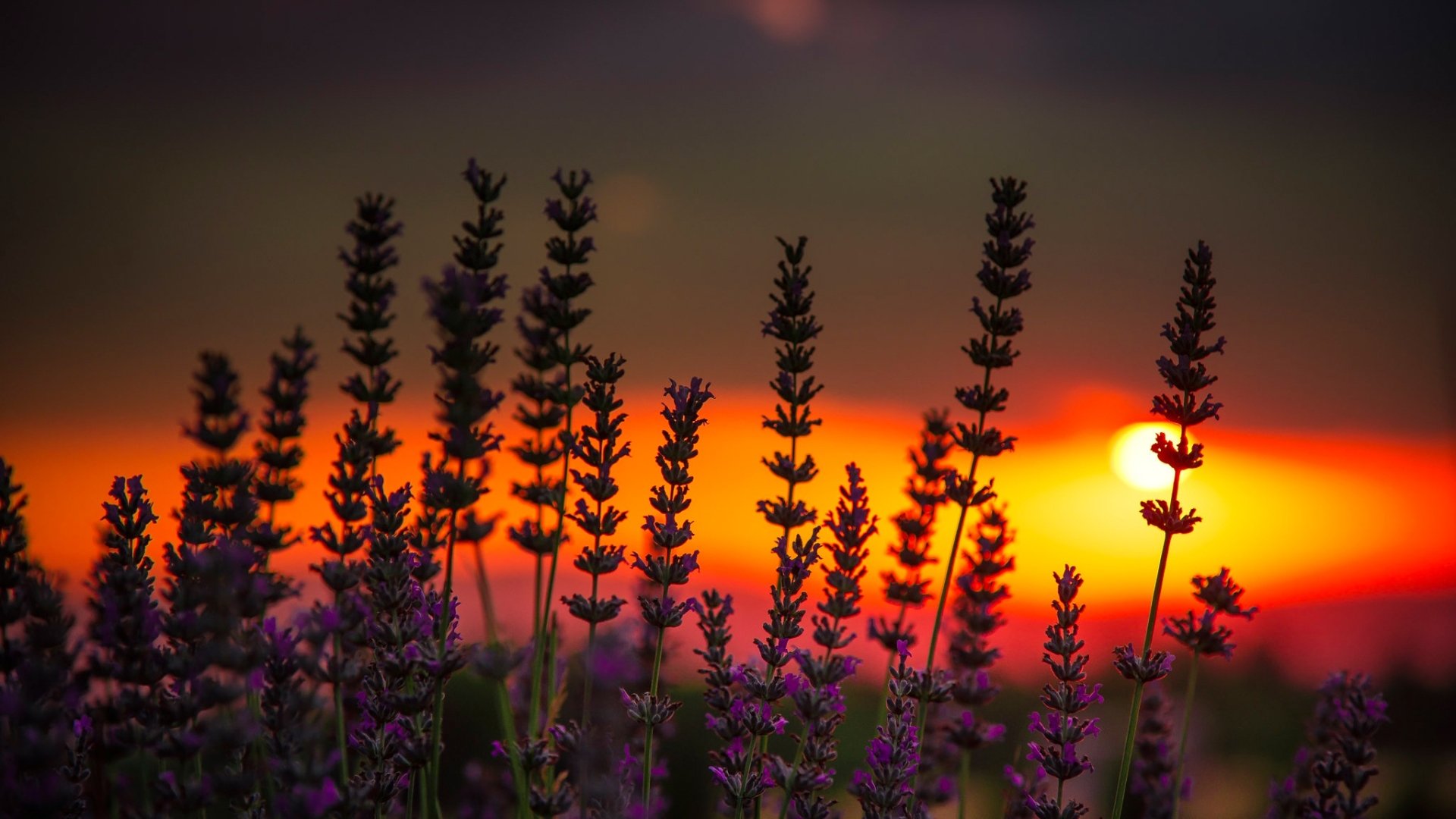 Download Depth Of Field Flower Nature Sunset Lavender HD Wallpaper
