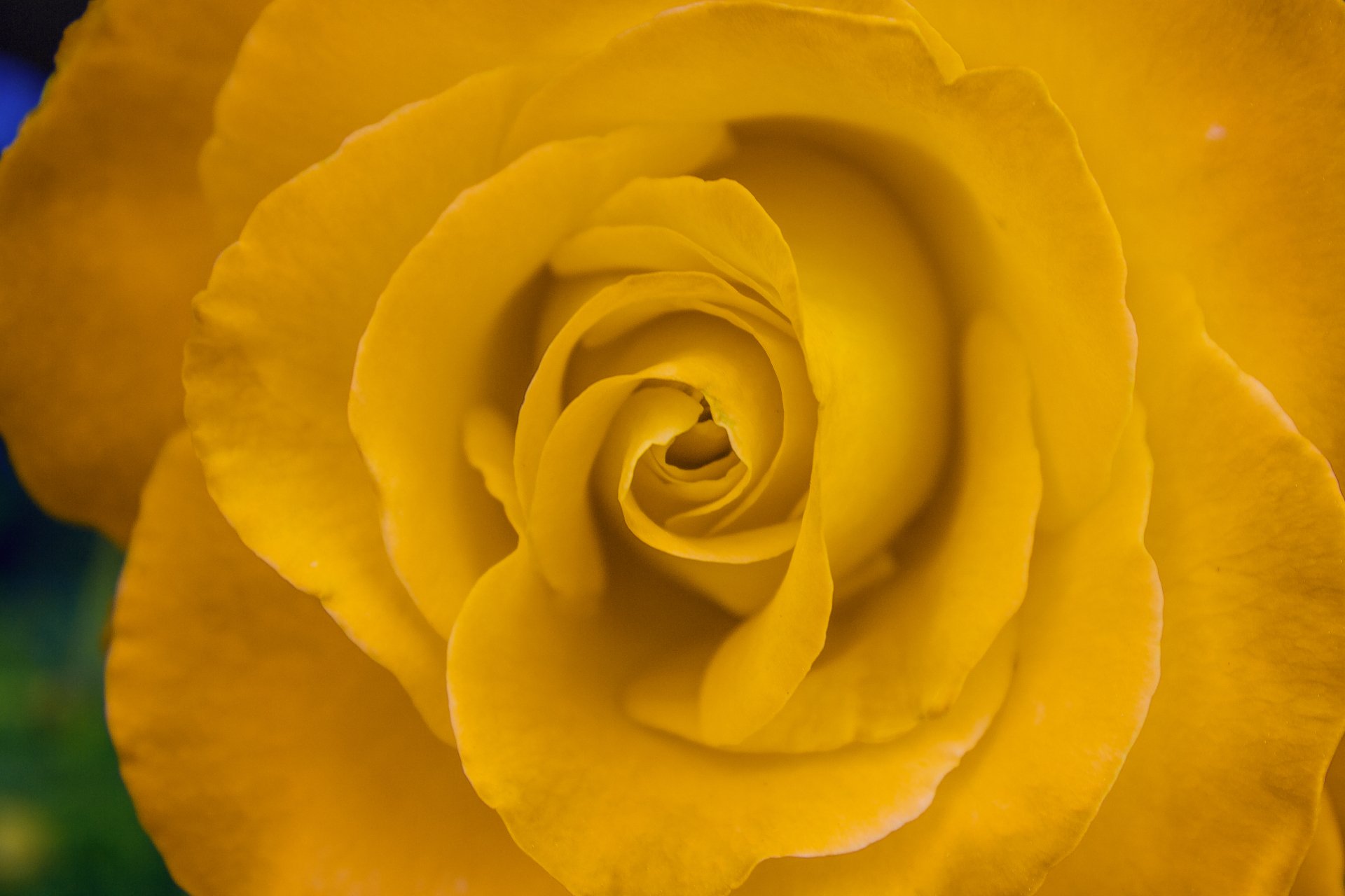 Beautiful Yellow Rose by Animatiz