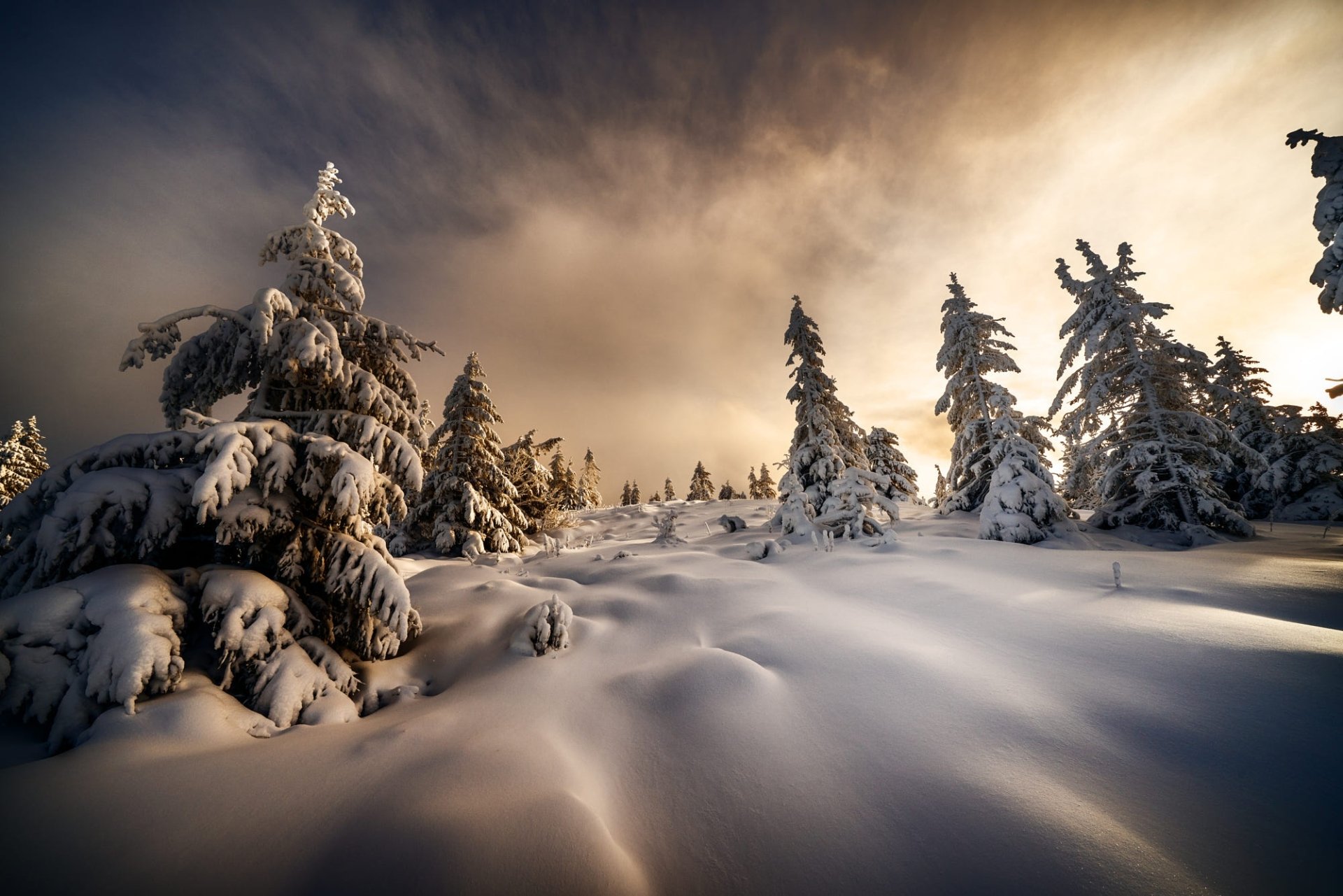HD PC desktop wallpaper/background showing a serene winter nature landscape of snow-covered trees on a rolling slope beneath a warm, glowing sky