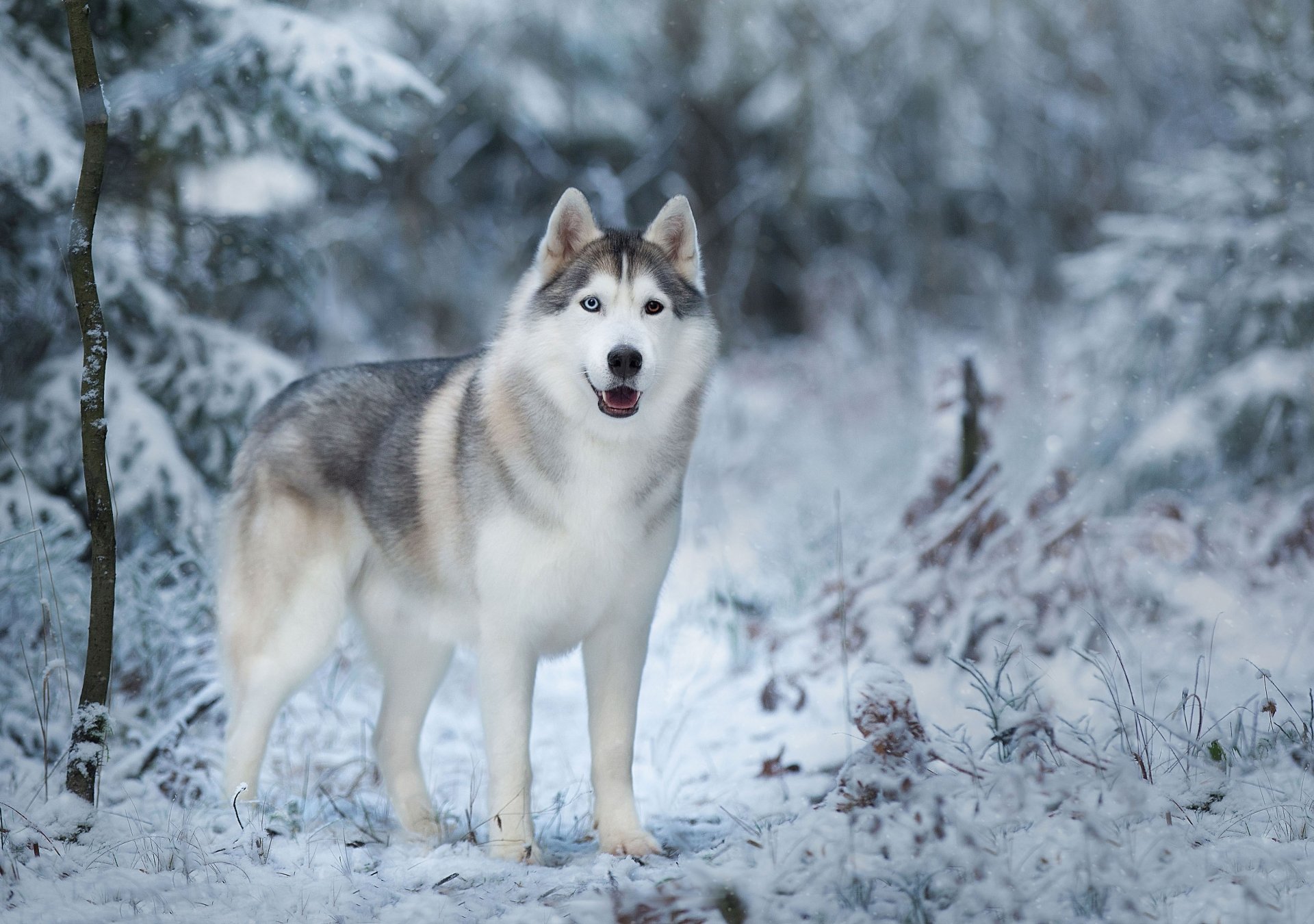 Download Dog Winter Animal Husky HD Wallpaper by Anna Oris