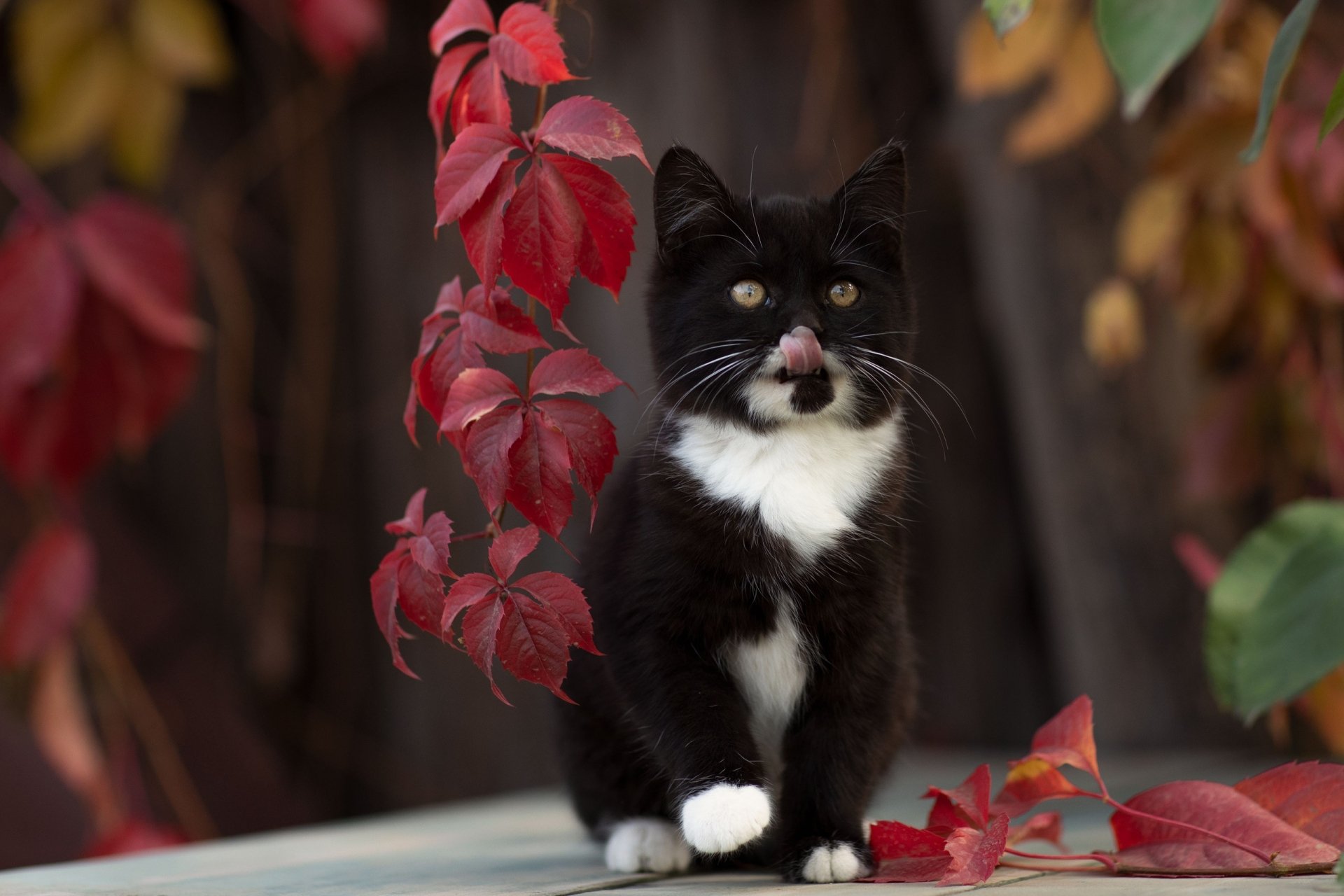 Tuxedo kitten (baby animal cat) sitting among red autumn leaves with its tongue out, rendered as a 2K Quad HD PC desktop wallpaper and background.