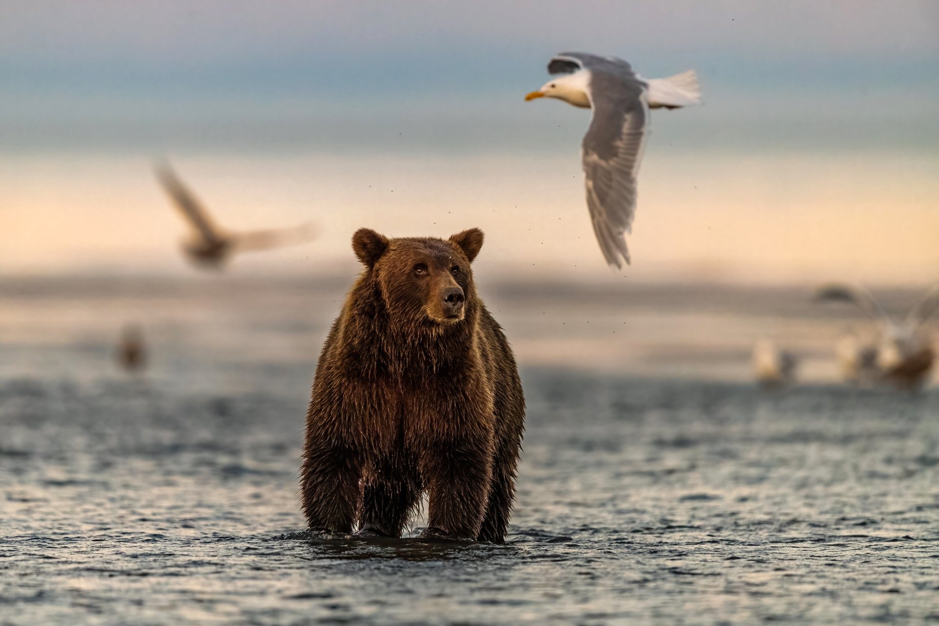 4K Ultra HD PC desktop wallpaper: brown bear (animal) wading in shallow water with seagulls overhead, warm sunset tones and a soft, blurred horizon.