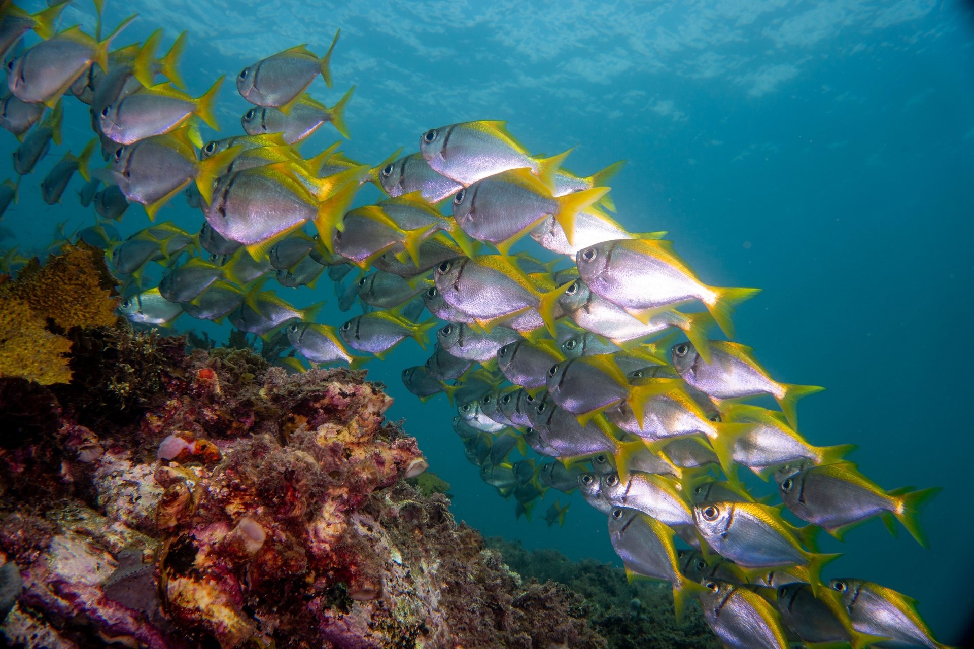 Download Sea Life Underwater Coral Animal Fish HD Wallpaper