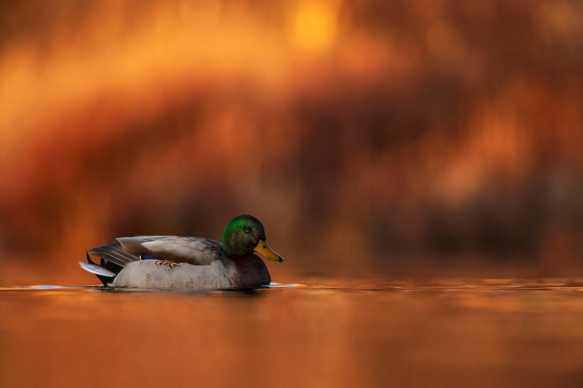 Download Duck Bird Animal Mallard HD Wallpaper