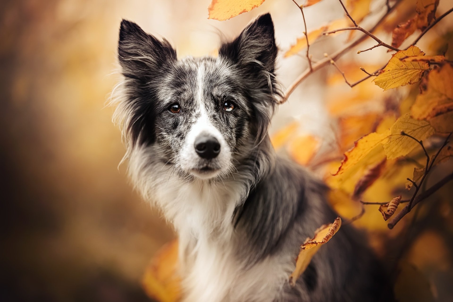 Download Animal Dog HD Wallpaper | 2048x1365 | Wallpaper Abyss