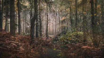 4K Ultra HD PC desktop wallpaper/background — misty fall forest with tall pines, golden ferns and a leaf-strewn path, soft light filtering through the trees.