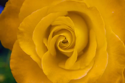  Beautiful Yellow Rose