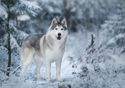 dog winter Animal husky HD Desktop Wallpaper | Background Image