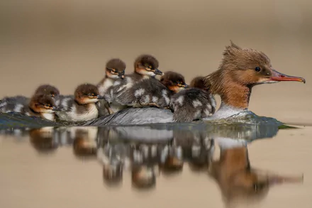 A common merganser duck glides on calm water with five ducklings riding on its back, their reflections visible in the serene surface.