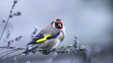 A vibrant European goldfinch perched on a branch, captured in stunning 4K Ultra HD detail, showcasing the bird's colorful plumage against a soft, muted background.