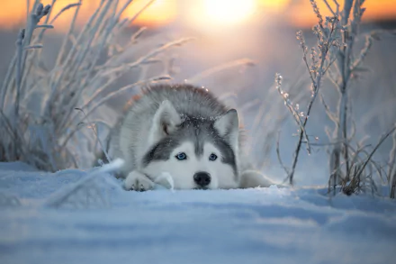HD desktop wallpaper featuring a husky dog resting in the snow during a serene winter sunset, surrounded by frosty plants.