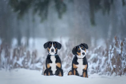 Two Sennenhund dogs sitting in snowy winter landscape, captured in a high-definition PC desktop wallpaper background.