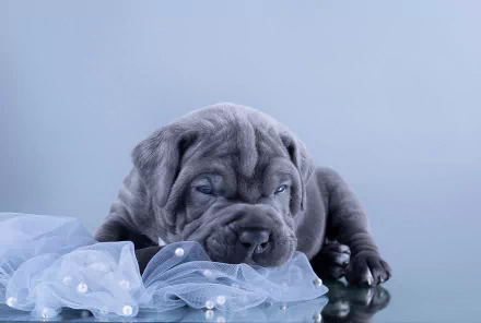 puppy baby animal dog Animal Cane Corso HD Desktop Wallpaper | Background Image