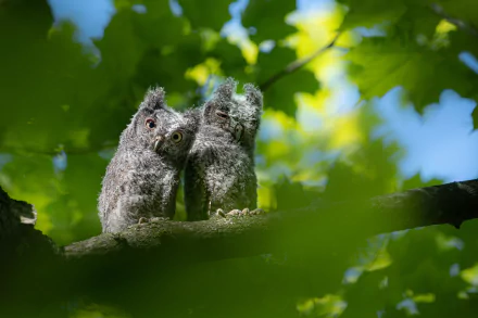 baby animal bird owlet Animal owl HD Desktop Wallpaper | Background Image