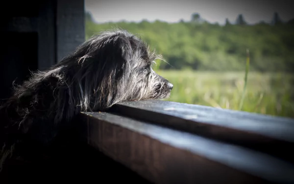 sad profile Animal dog HD Desktop Wallpaper | Background Image