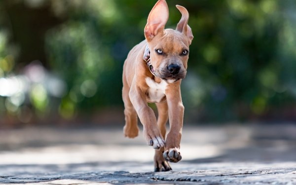 Animal Bull Terrier Dogs Dog Running Puppy Pet Staffordshire Bull Terrier HD Wallpaper | Background Image