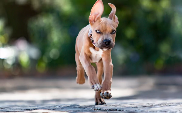Staffordshire Bull Terrier puppy running dog Animal bull terrier HD Desktop Wallpaper | Background Image