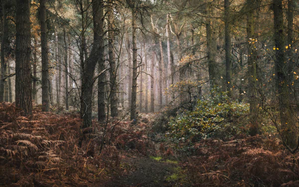 4K Ultra HD PC desktop wallpaper/background — misty fall forest with tall pines, golden ferns and a leaf-strewn path, soft light filtering through the trees.