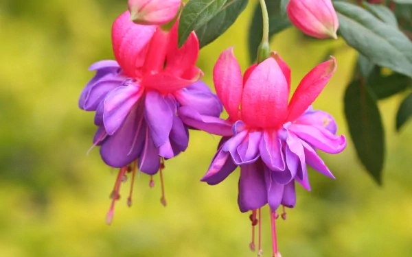 A close-up of vibrant fuchsia flowers with striking pink and purple petals, set against a soft green background, creating a beautiful nature-inspired HD desktop wallpaper.