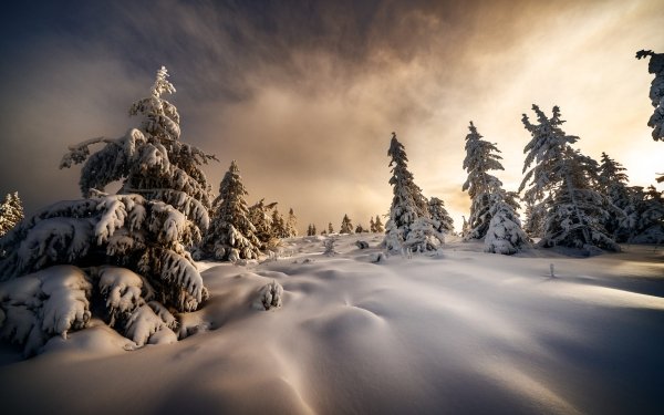 Nature Winter Snow Tree Landscape HD Wallpaper | Background Image