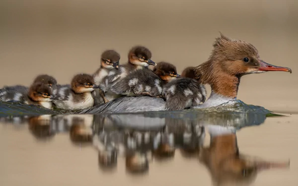 A common merganser duck glides on calm water with five ducklings riding on its back, their reflections visible in the serene surface.