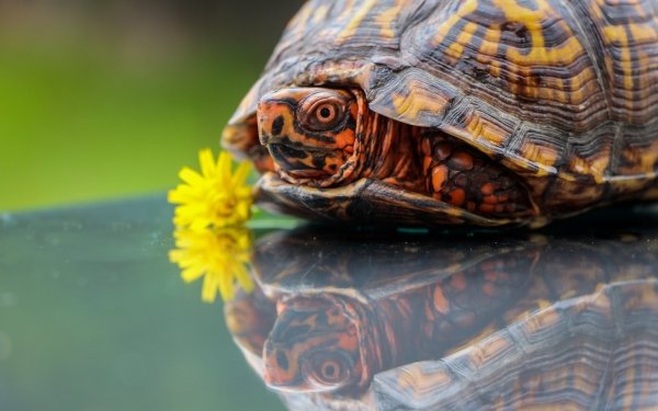 Animal Turtle Turtles Reflection HD Wallpaper | Background Image