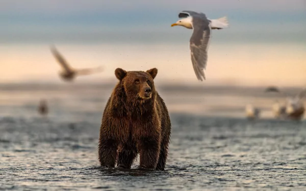 4K Ultra HD PC desktop wallpaper: brown bear (animal) wading in shallow water with seagulls overhead, warm sunset tones and a soft, blurred horizon.