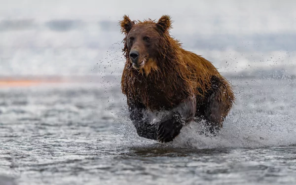 Brown bear (animal) charging through shallow water with splashes, dramatic overcast horizon — 4K Ultra HD PC desktop wallpaper/background.