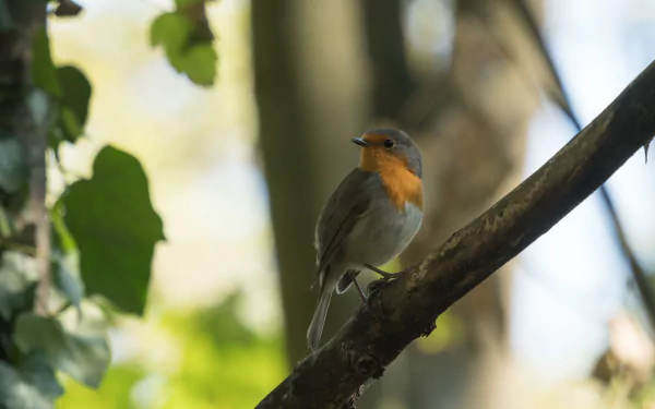 bird Animal european robin HD Desktop Wallpaper | Background Image
