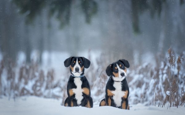 Animal Sennenhund Dogs Dog Winter Snow HD Wallpaper | Background Image