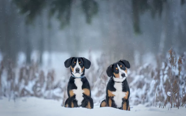 Two Sennenhund dogs sitting in snowy winter landscape, captured in a high-definition PC desktop wallpaper background.
