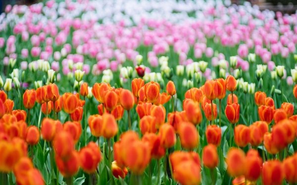 Earth Tulip Flowers Flower Red Flower HD Wallpaper | Background Image